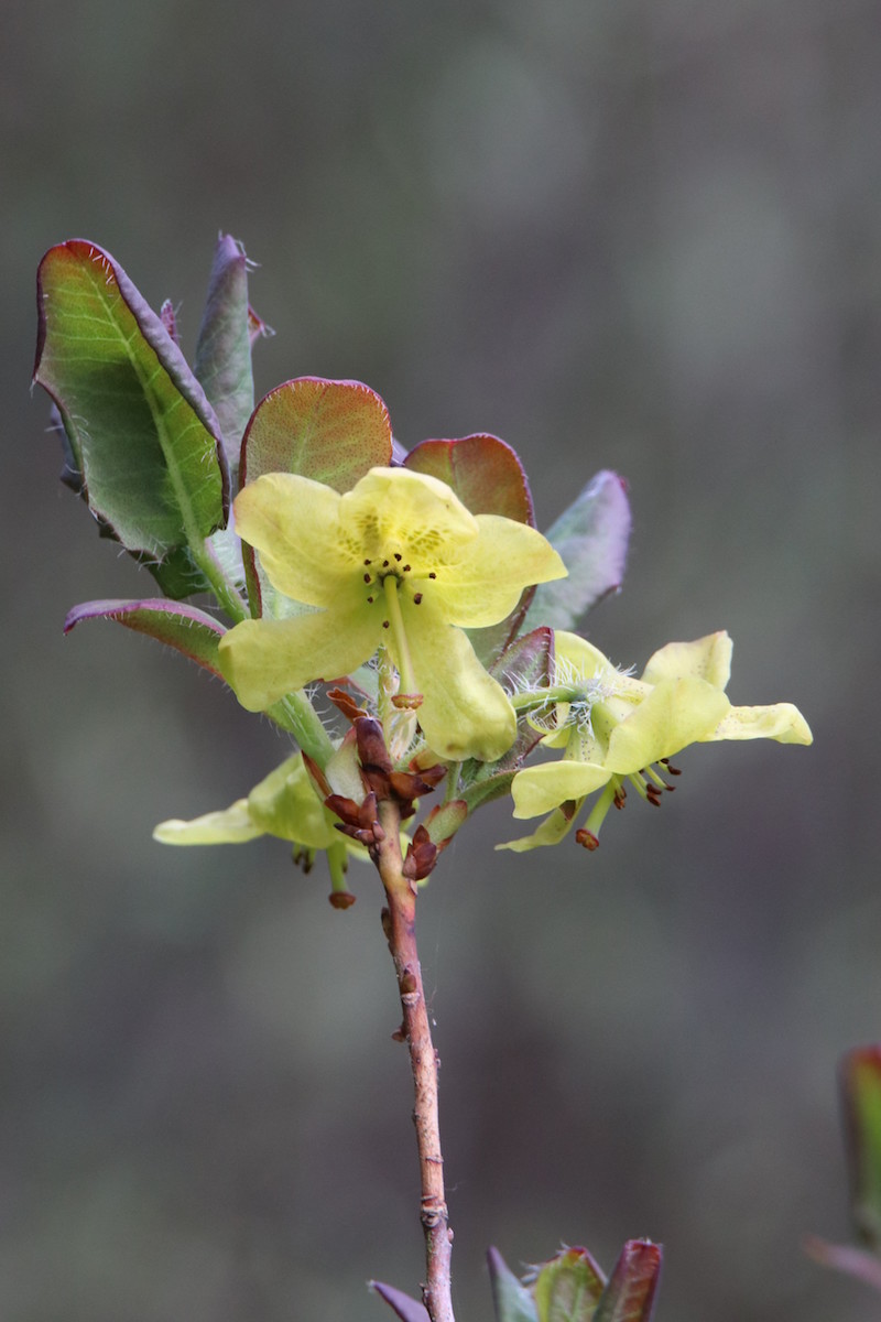 R. mekongense